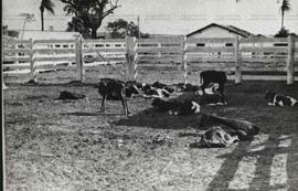 Vista de gado no curral na Fazenda Lincon Grillo (Pirassununga-SP, 7 jun. 1981). / Crédito: Marci...