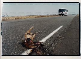 Queimadas na região da rodovia provocam morte de animais (Roraima, 24 mar. 1998). / Crédito: Sérgio Lima/Folha Imagem