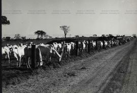 Gado bovino na Fazenda Cristalino, no sul do Pará (Pará, Data desconhecida).  / Crédito: Milton Pomar.