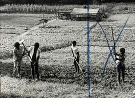 Crianças trabalham na horta em área rural (Local desconhecido, 18 fev. 1977).  / Crédito: Paulo M...