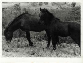 Cavalos retratados em área rural (Local desconhecido, Data desconhecida). / Crédito: Autoria desc...