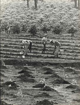 Plantação de café (Londrina-PR, 7 mai. 1977).  / Crédito: Carlos Soroyewski.