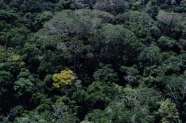 Vista aérea de floresta tropical (Local desconhecido, data desconhecida). / Crédito: Autoria desconhecida.
