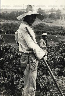 Plantação de café da fazenda Monte D&#039;Este em Campinas (Campinas-SP, jan. 1978).  / Crédito: ...